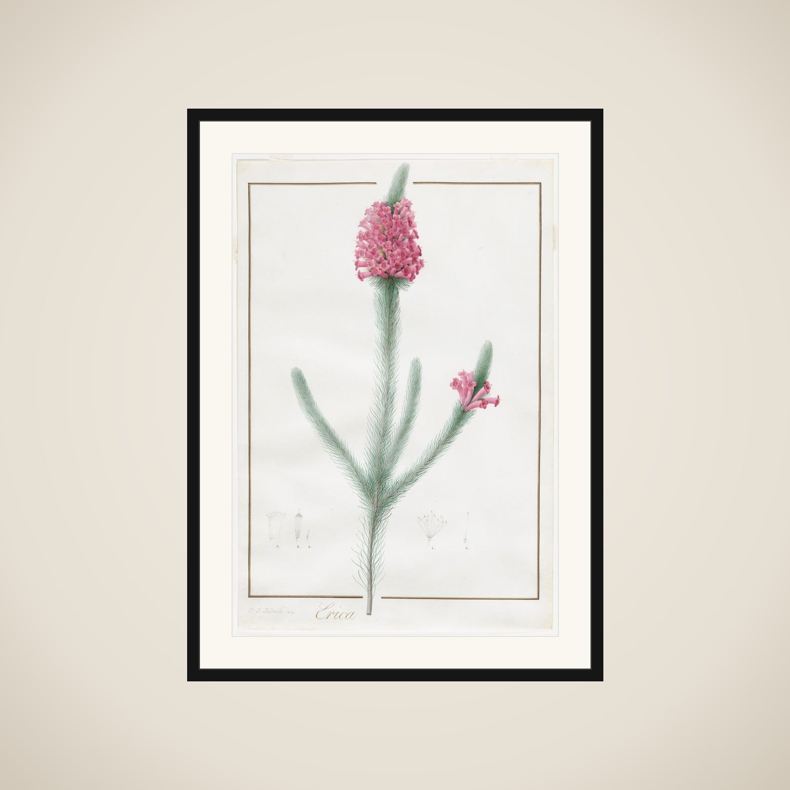 Erica Fulgida framed