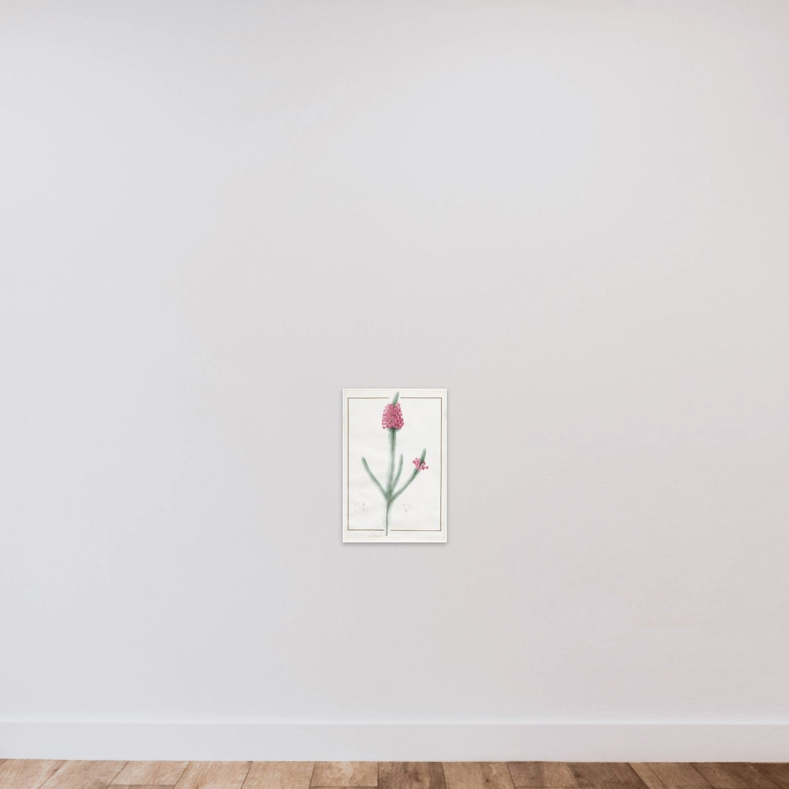 Erica Fulgida unframed — shown to scale