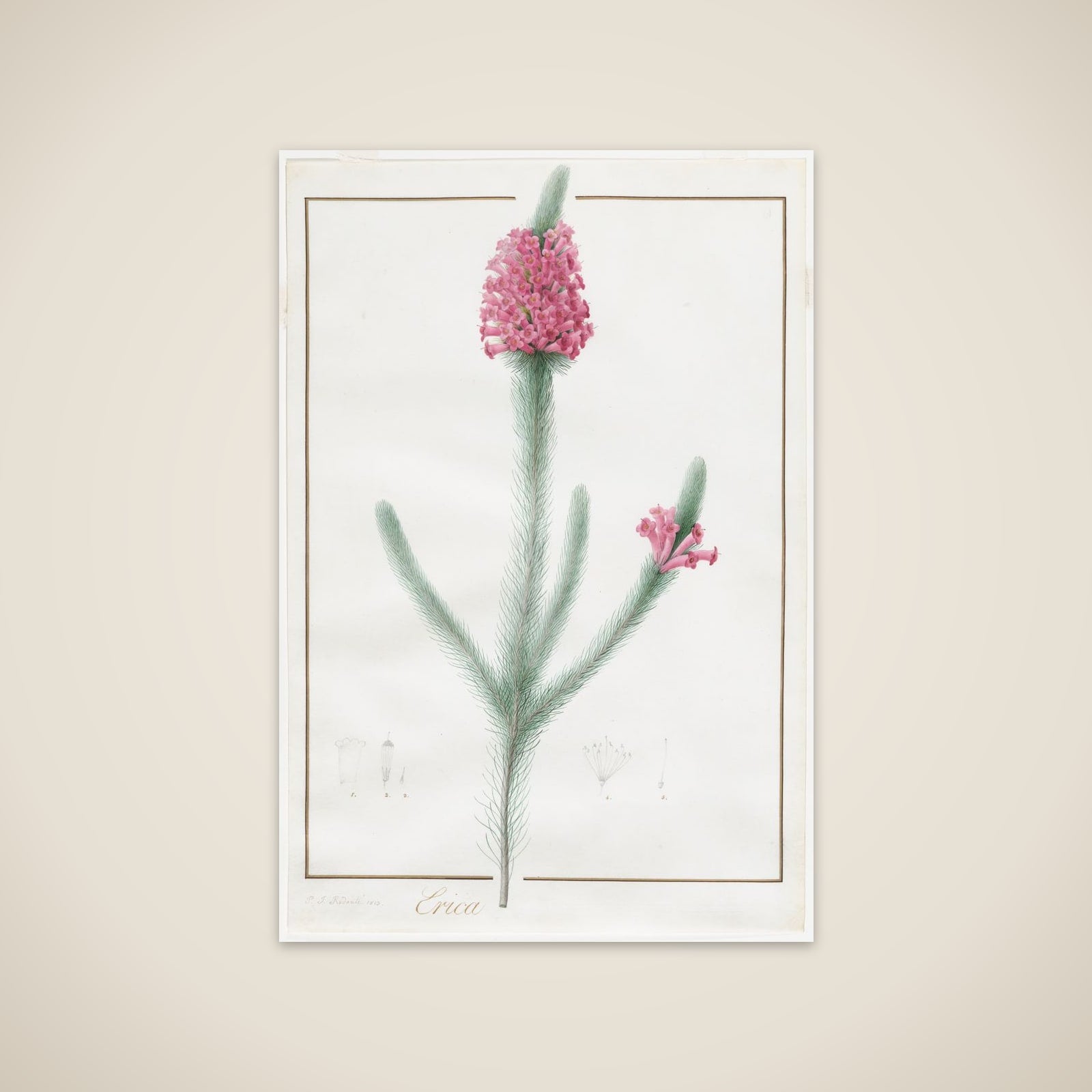 Erica Fulgida unframed print