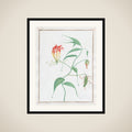 Gloriosa Superba (Climbing Lily) framed