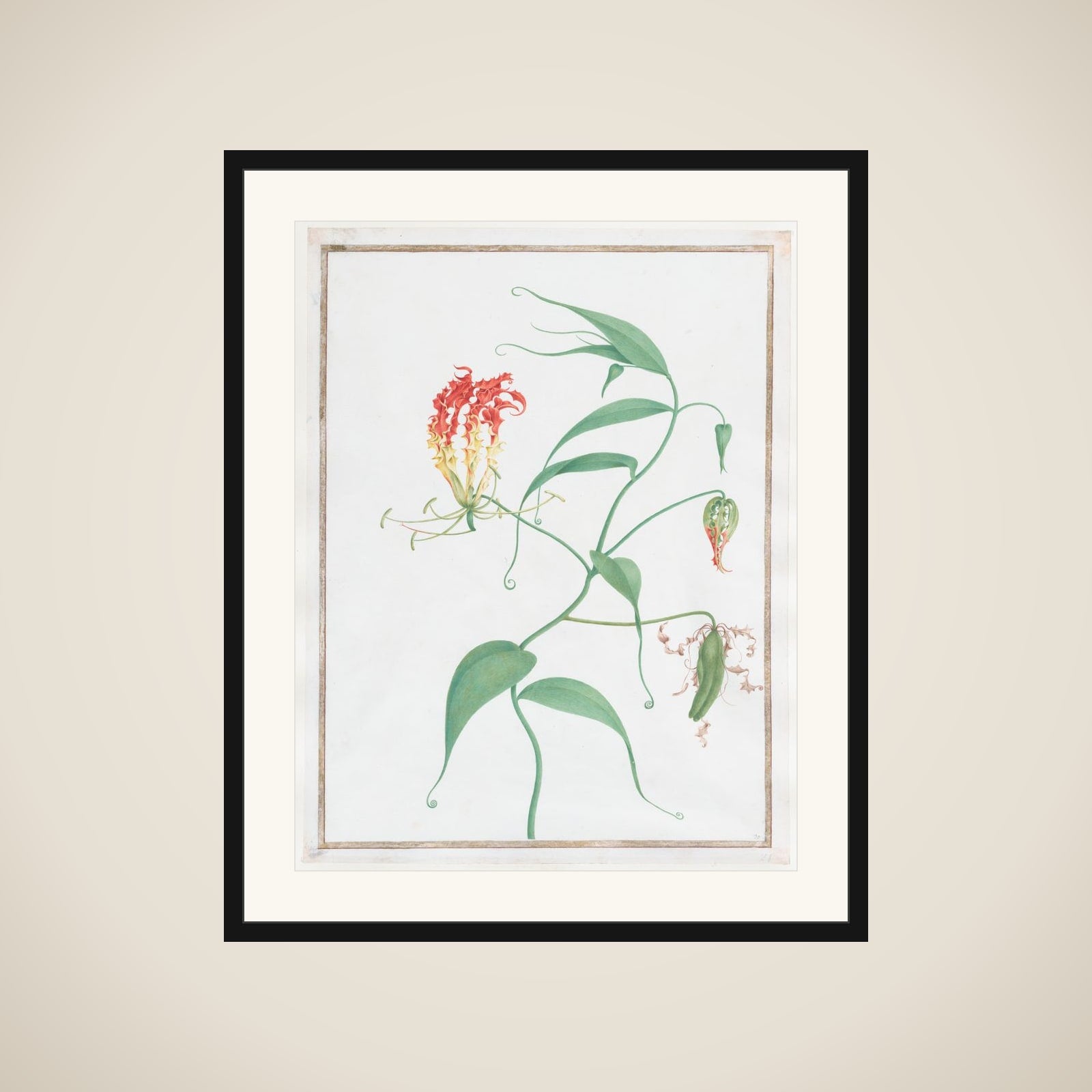 Gloriosa Superba (Climbing Lily) framed
