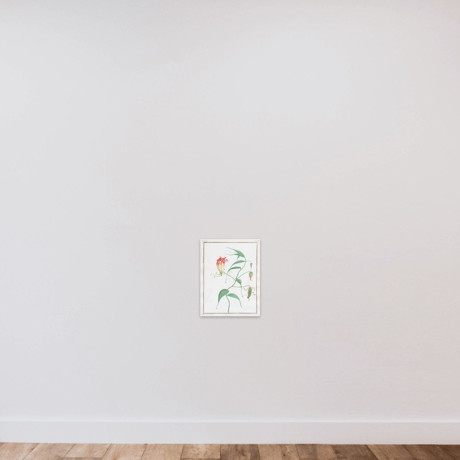 Gloriosa Superba (Climbing Lily) unframed — shown to scale