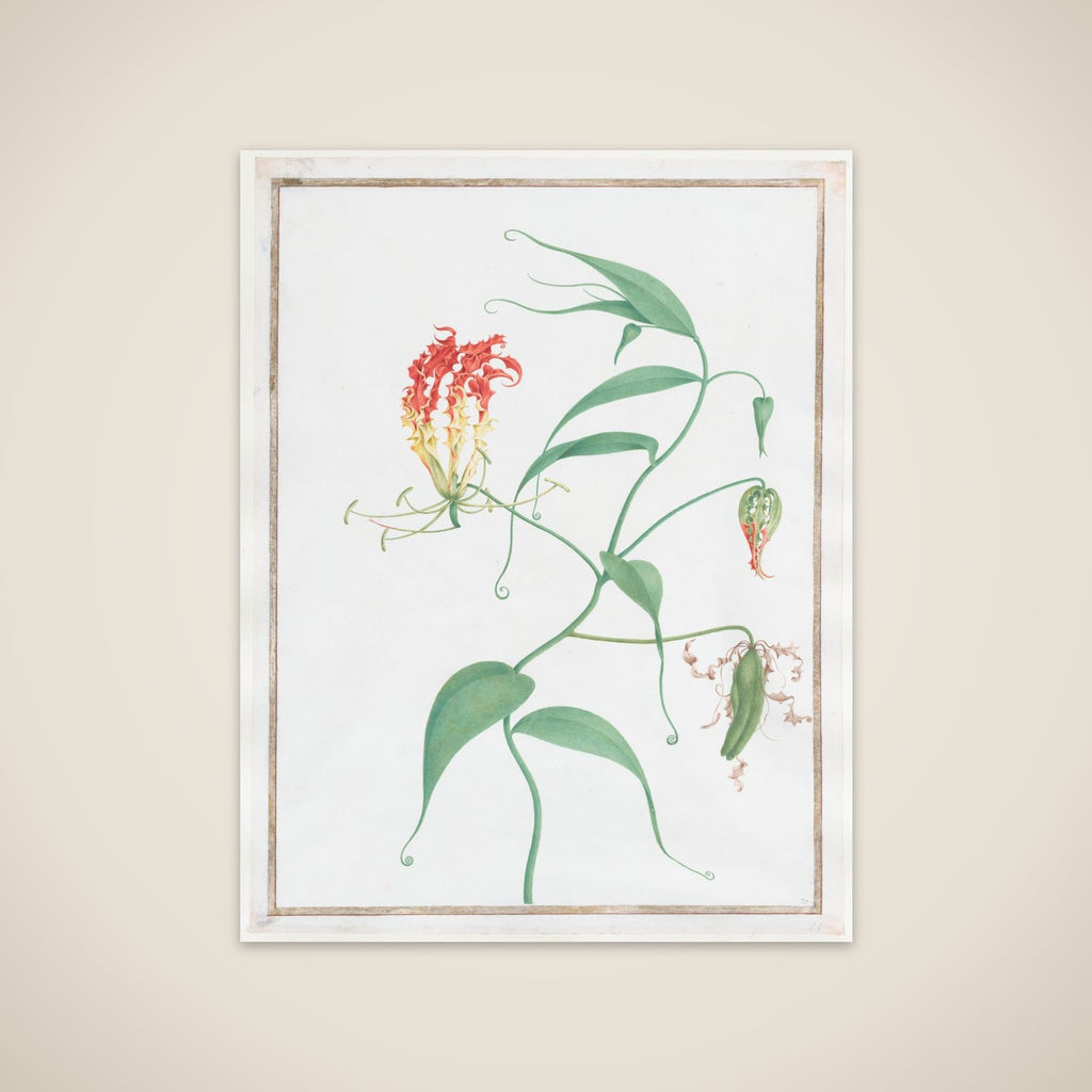 Gloriosa Superba (Climbing Lily) unframed print