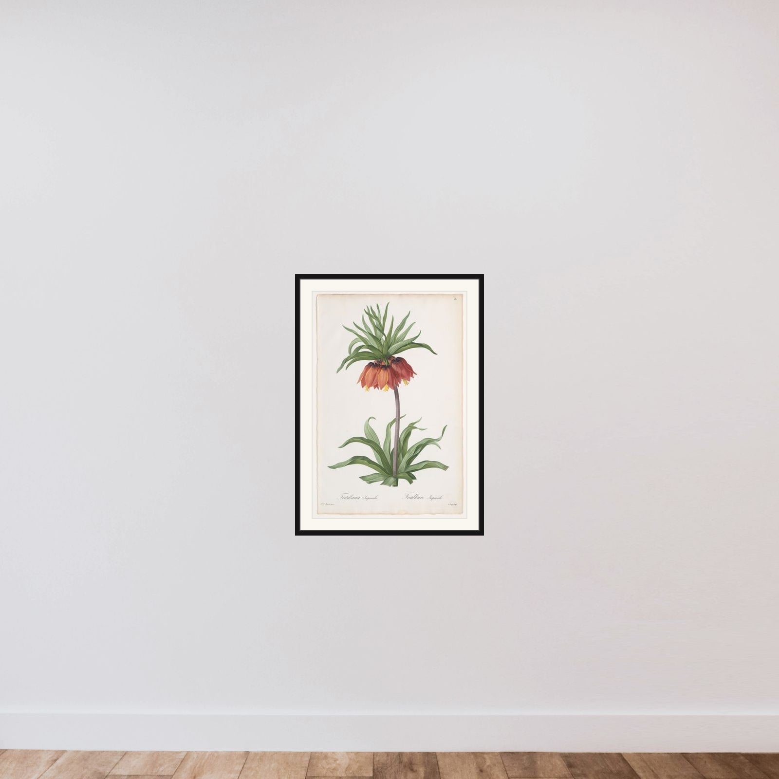 Crown Imperial (Fritillaria imperialis), from "Les Liliacées" framed — shown to scale