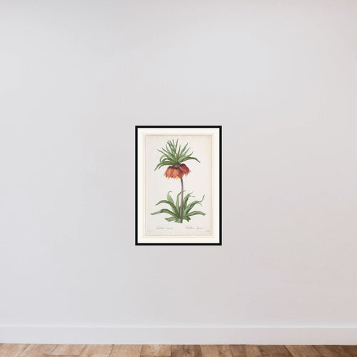 Crown Imperial (Fritillaria imperialis), from "Les Liliacées" framed — shown to scale