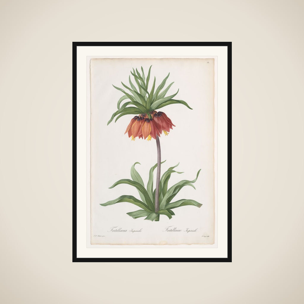 Crown Imperial (Fritillaria imperialis), from "Les Liliacées" framed