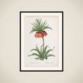 Crown Imperial (Fritillaria imperialis), from "Les Liliacées" framed
