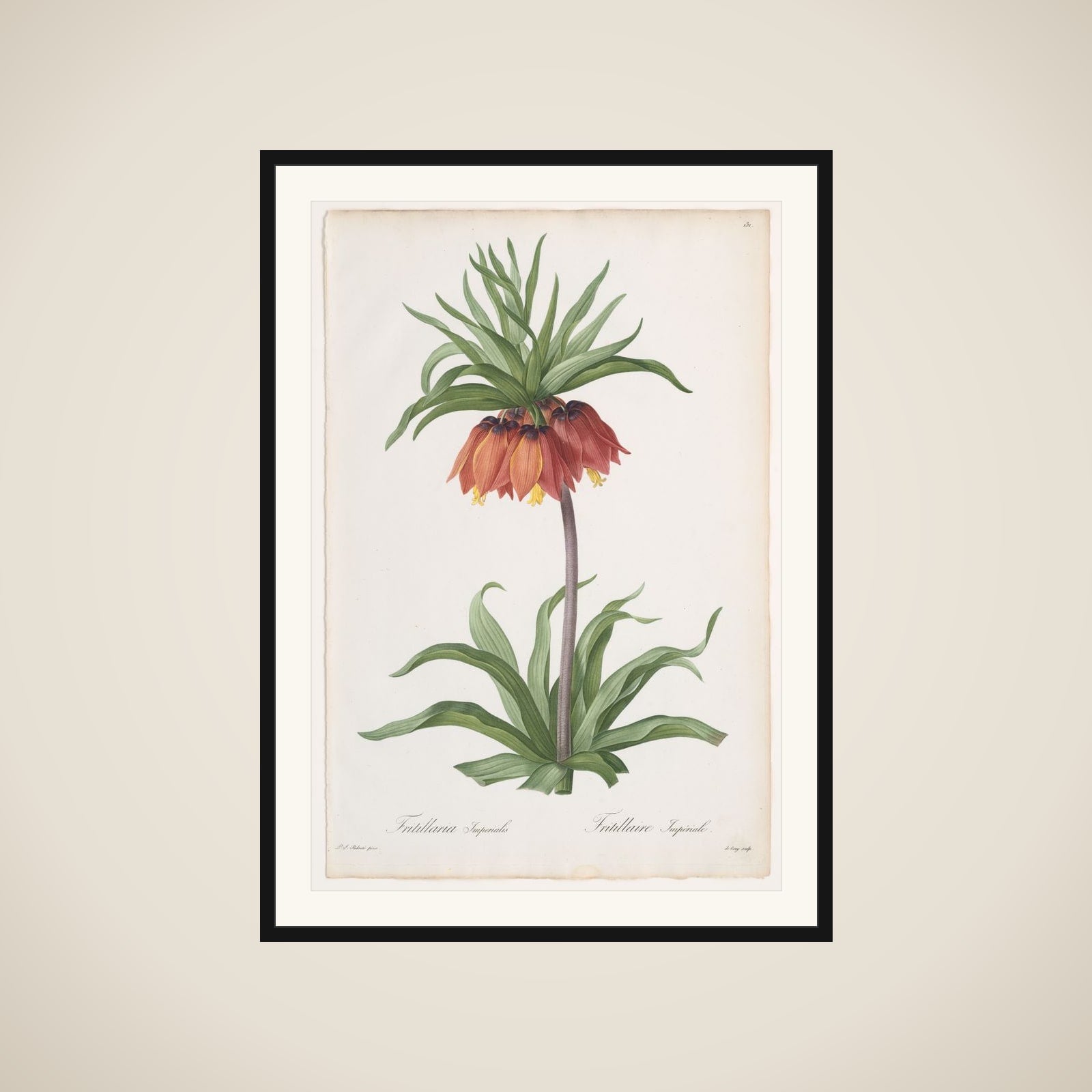 Crown Imperial (Fritillaria imperialis), from "Les Liliacées" framed