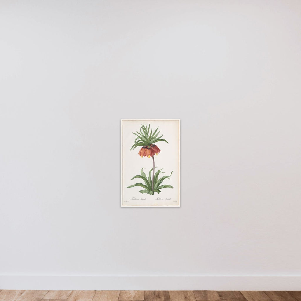 Crown Imperial (Fritillaria imperialis), from "Les Liliacées" unframed — shown to scale