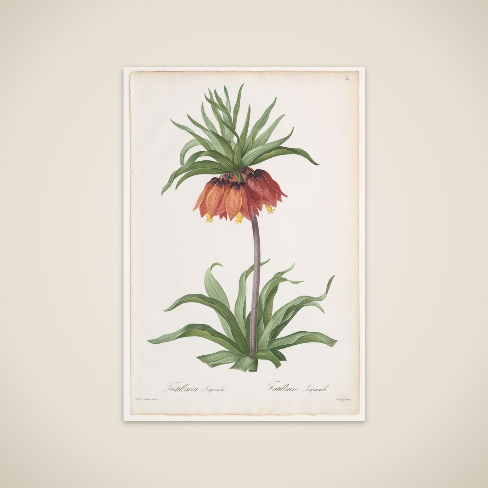 Crown Imperial (Fritillaria imperialis), from "Les Liliacées" unframed print