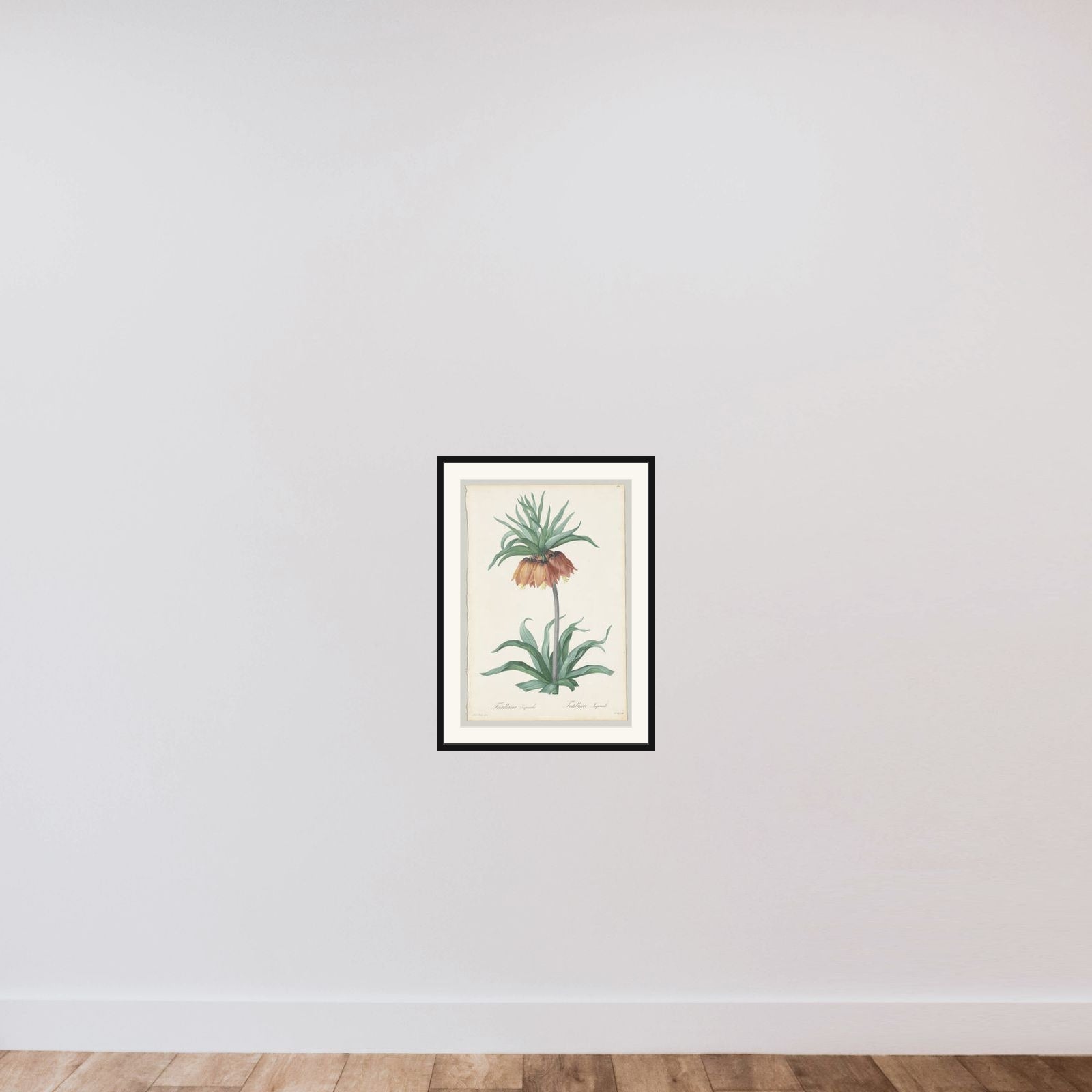 Plate 131, Fritillaria Imperialis, from "Les Liliacées" framed — shown to scale