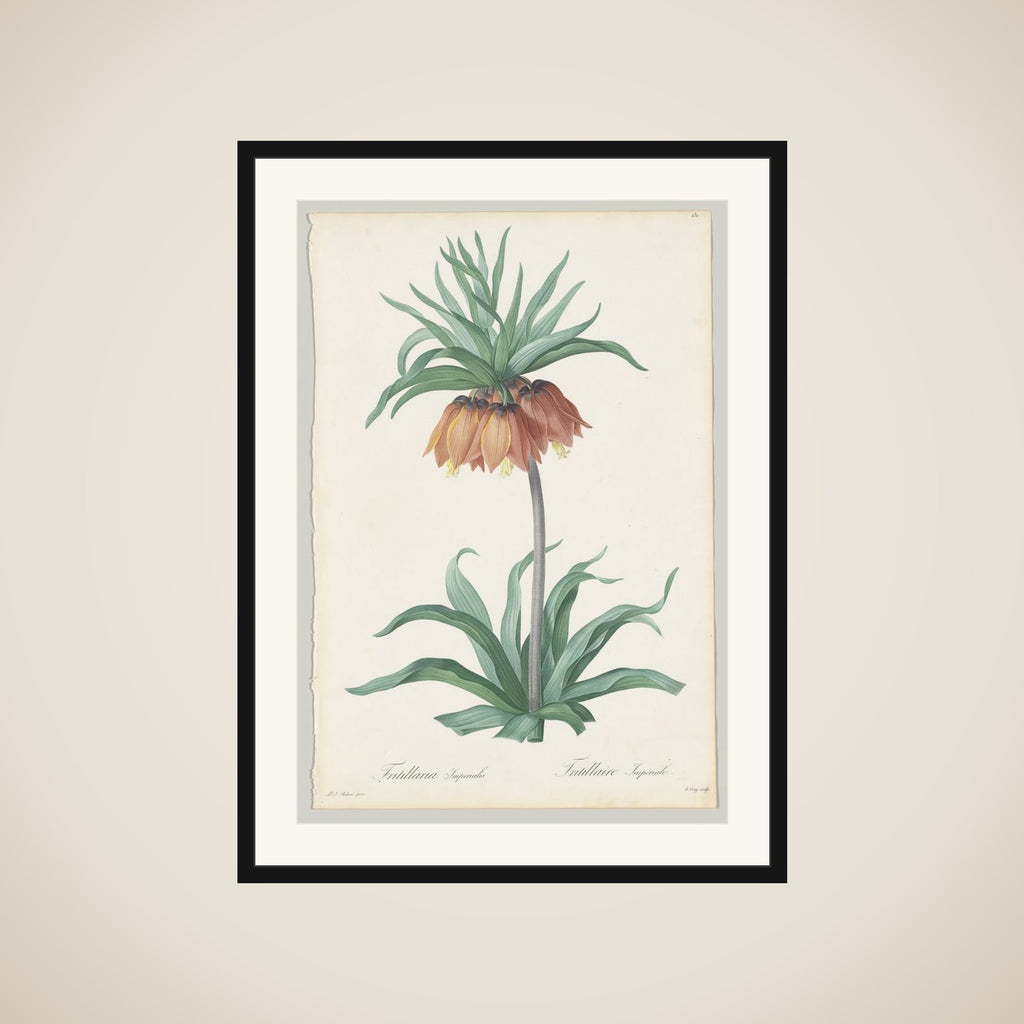 Plate 131, Fritillaria Imperialis, from "Les Liliacées" framed