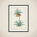 Plate 131, Fritillaria Imperialis, from "Les Liliacées" framed