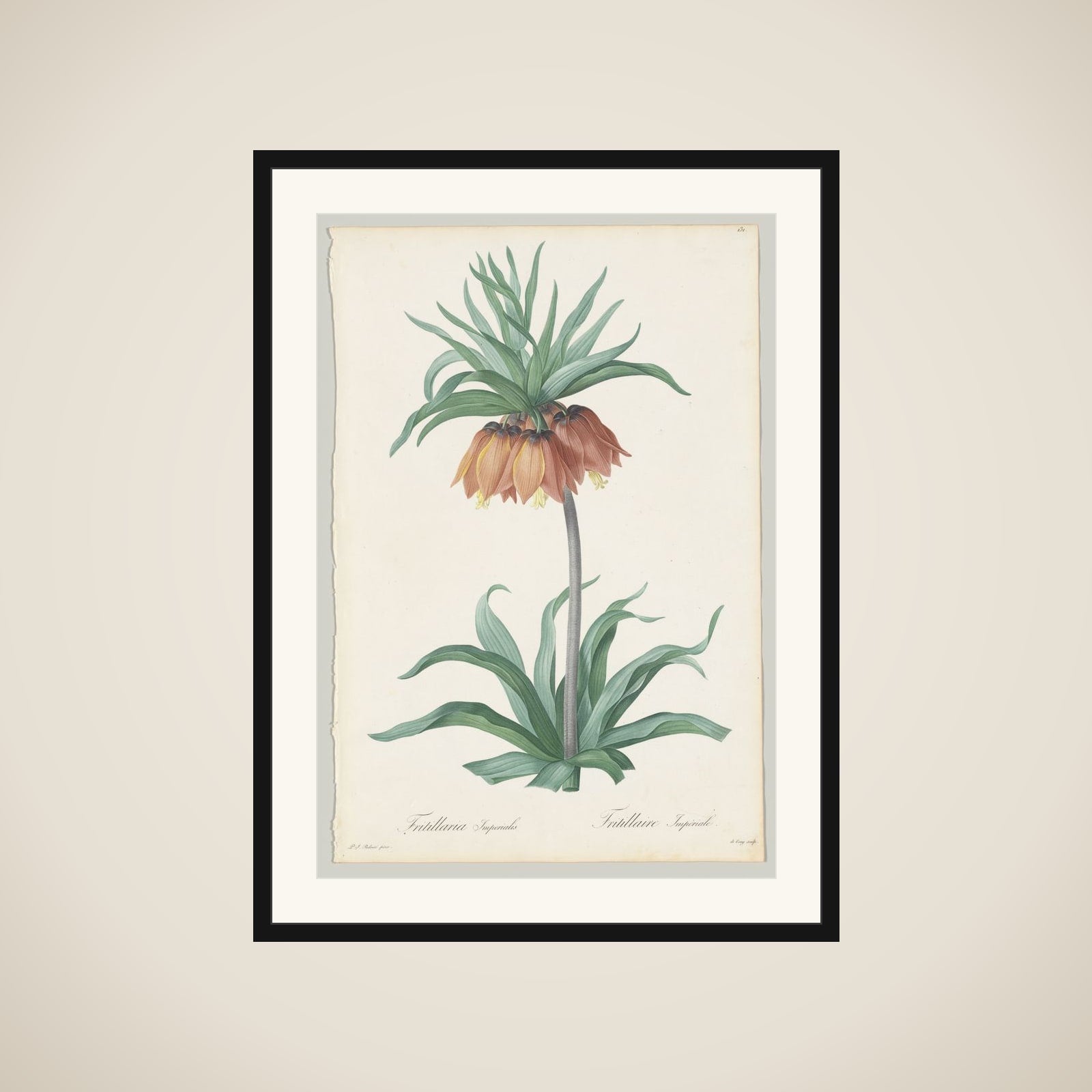Plate 131, Fritillaria Imperialis, from "Les Liliacées" framed