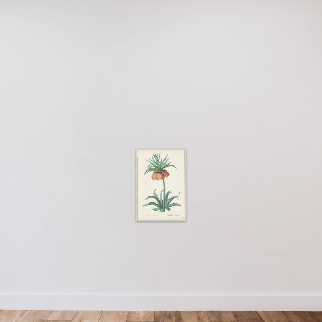 Plate 131, Fritillaria Imperialis, from "Les Liliacées" unframed — shown to scale