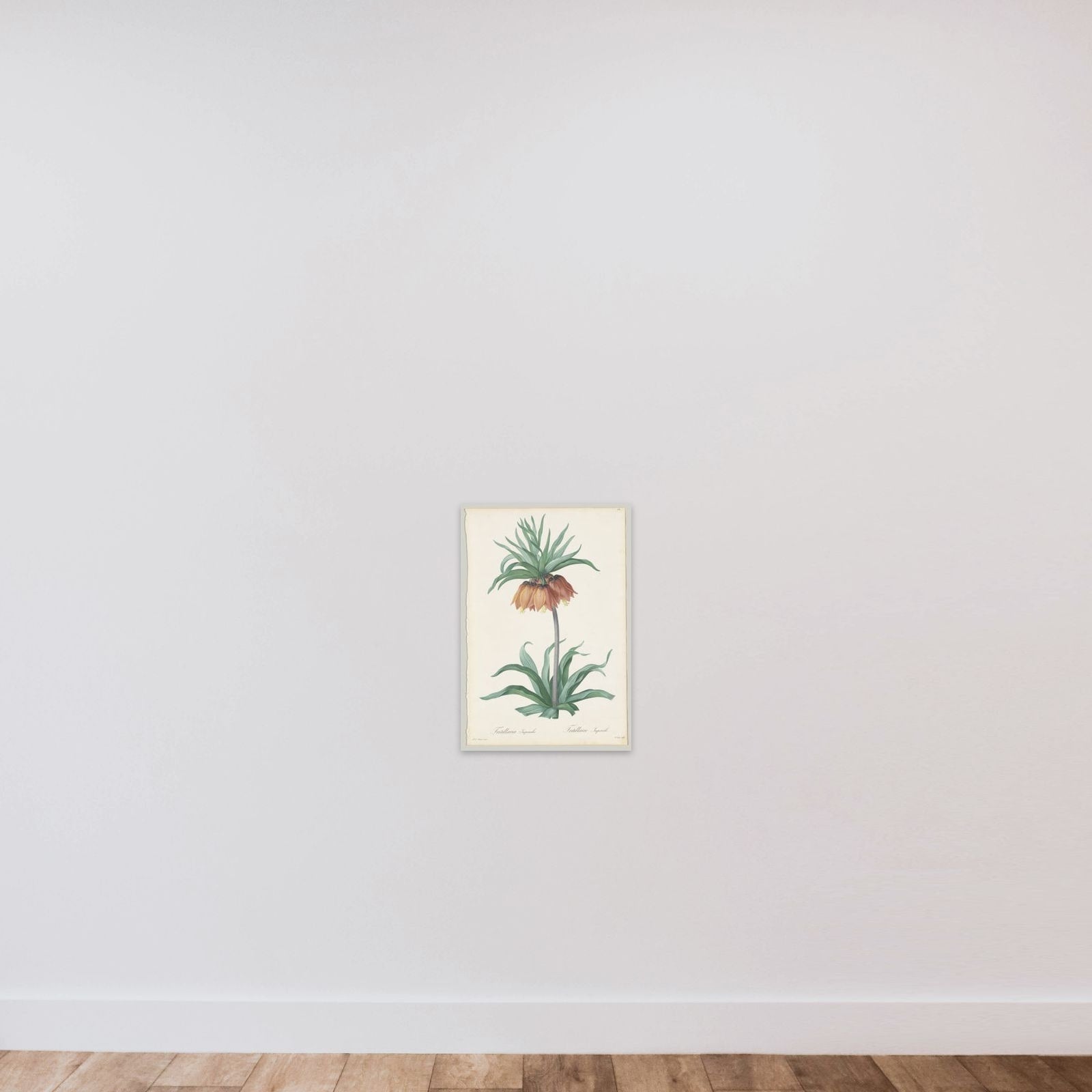 Plate 131, Fritillaria Imperialis, from "Les Liliacées" unframed — shown to scale