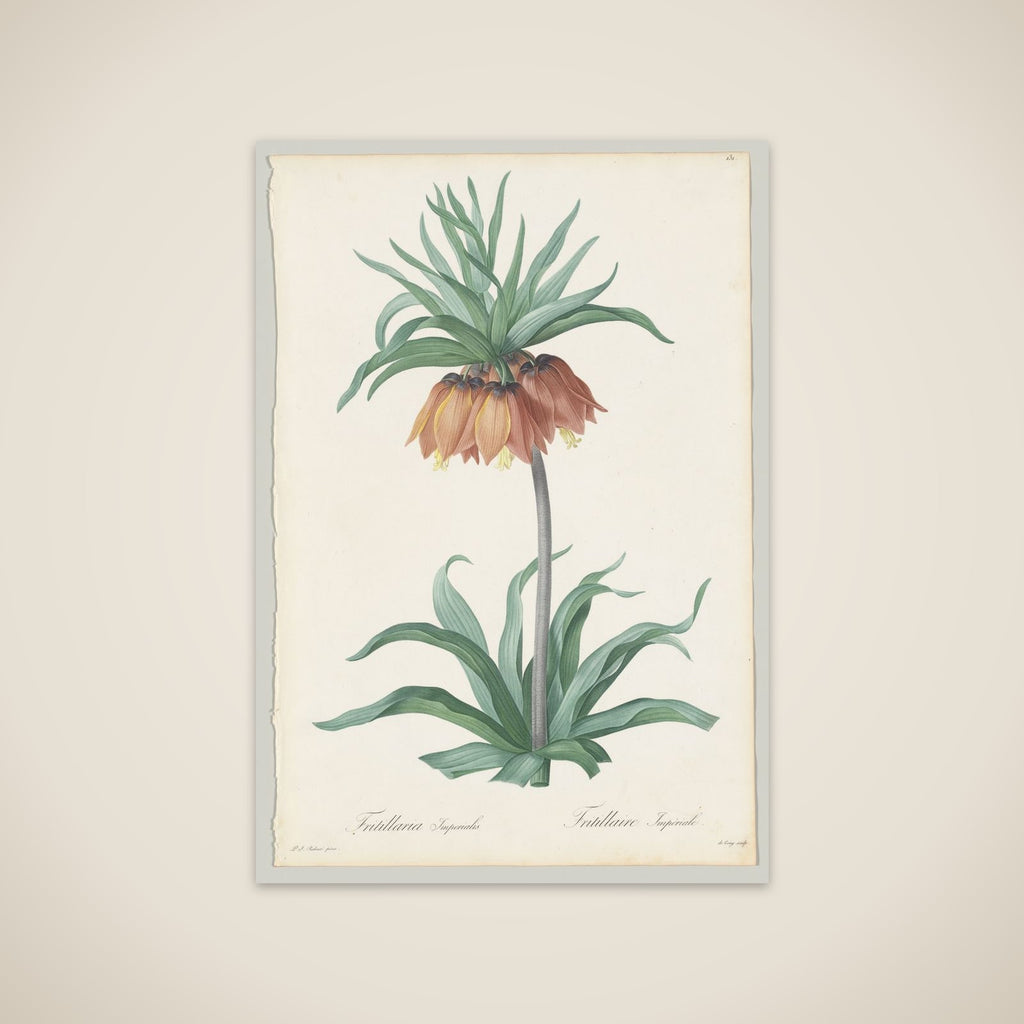 Plate 131, Fritillaria Imperialis, from "Les Liliacées" unframed print
