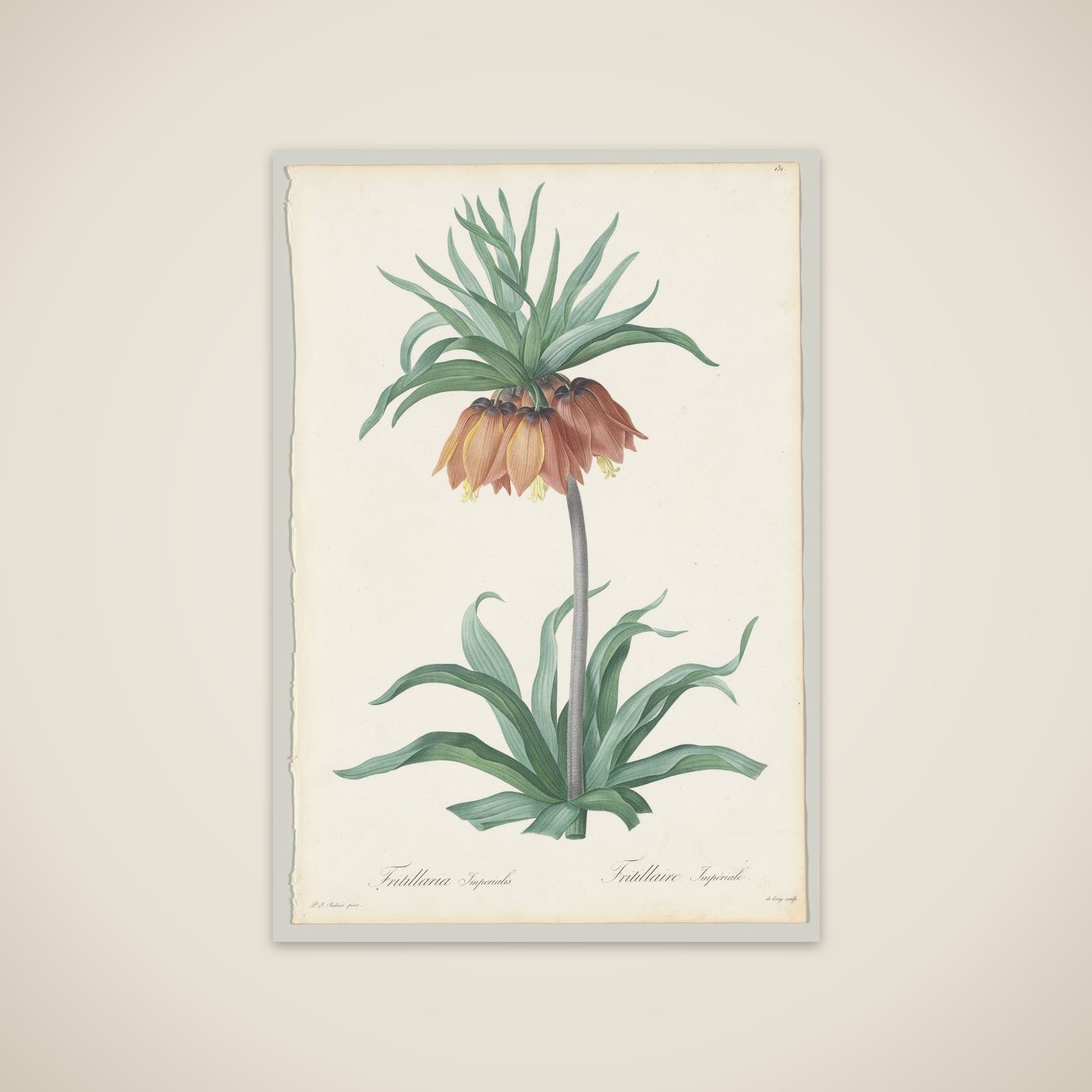 Plate 131, Fritillaria Imperialis, from "Les Liliacées" unframed print