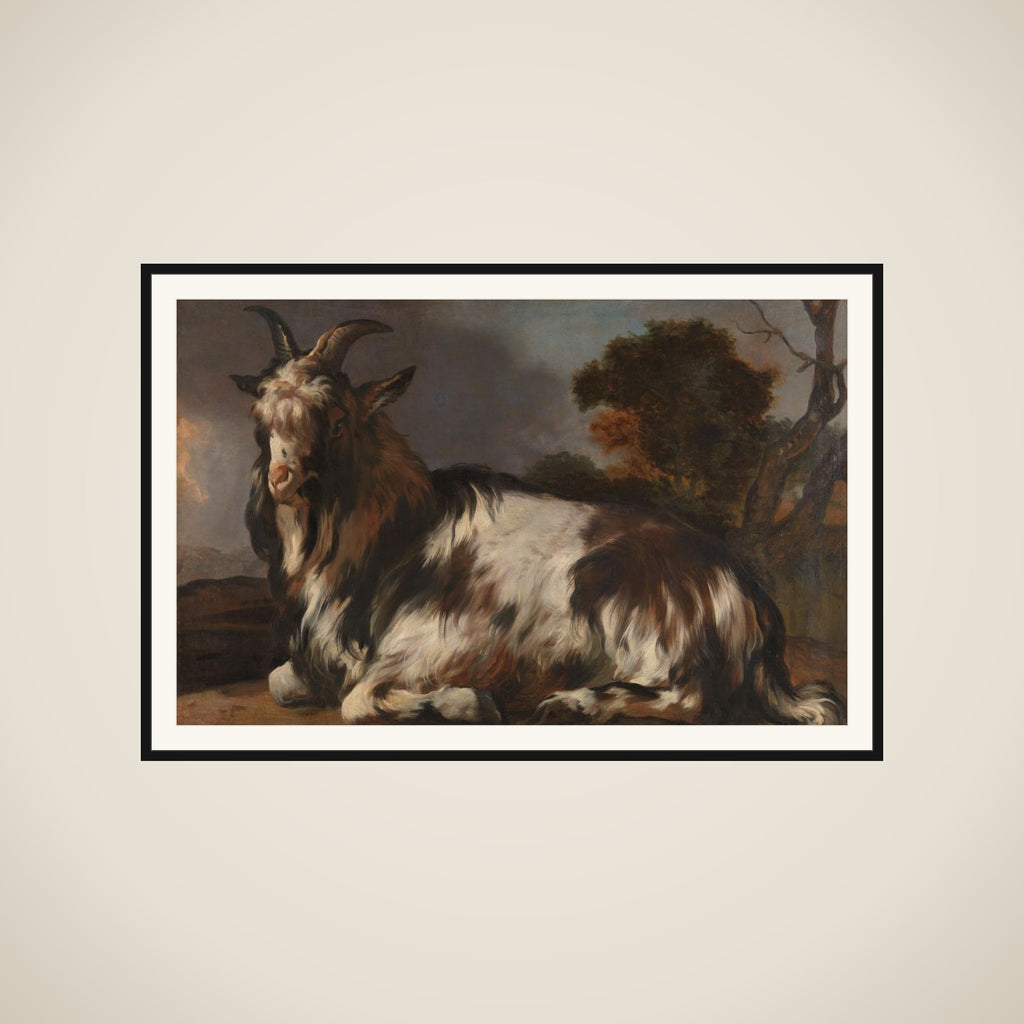 Goat Lying Down framed