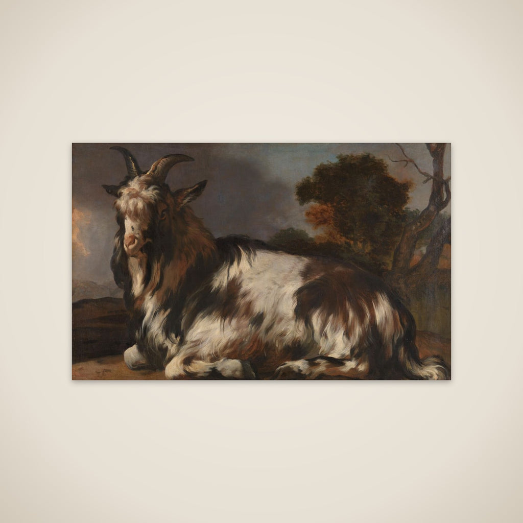 Goat Lying Down unframed print