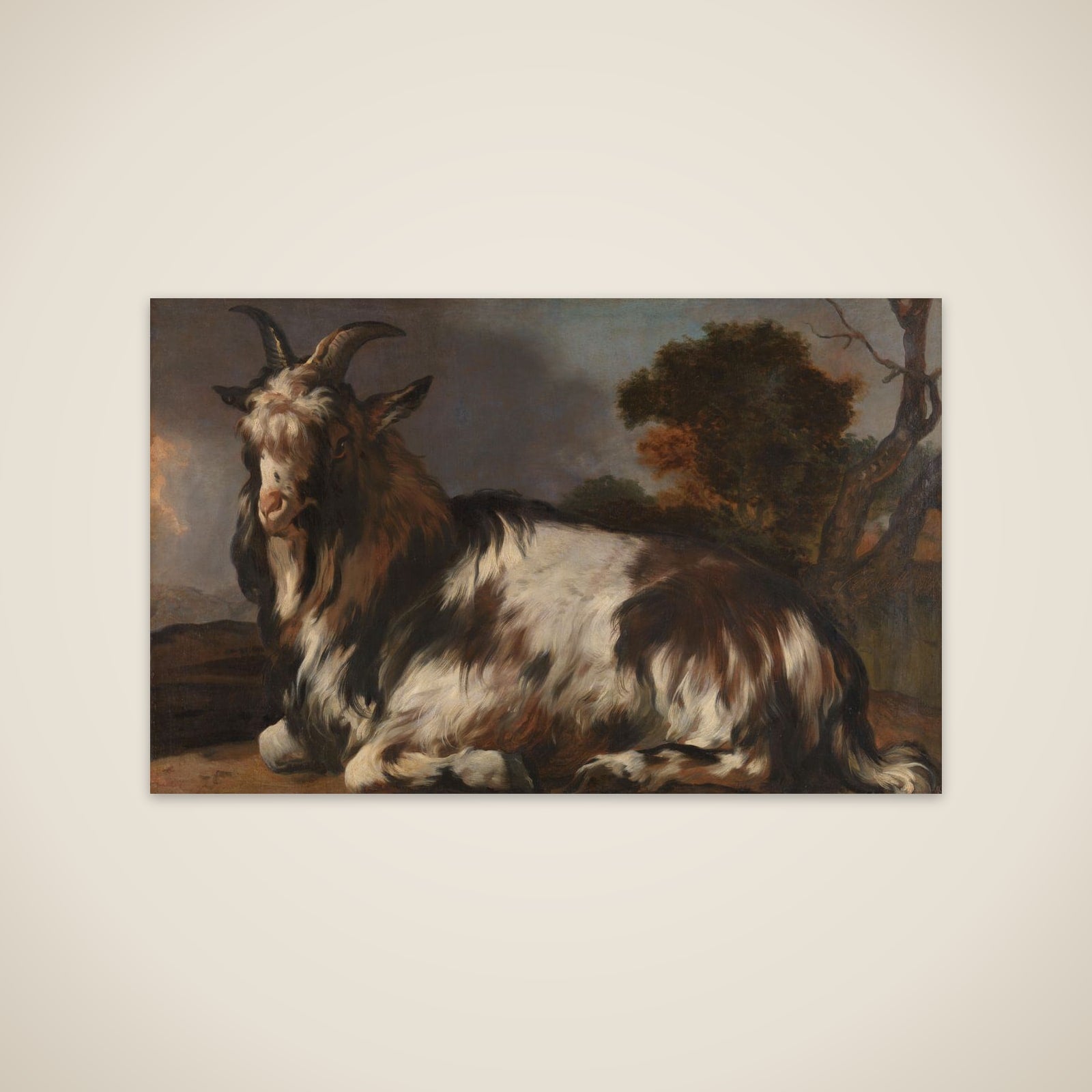 Goat Lying Down unframed print