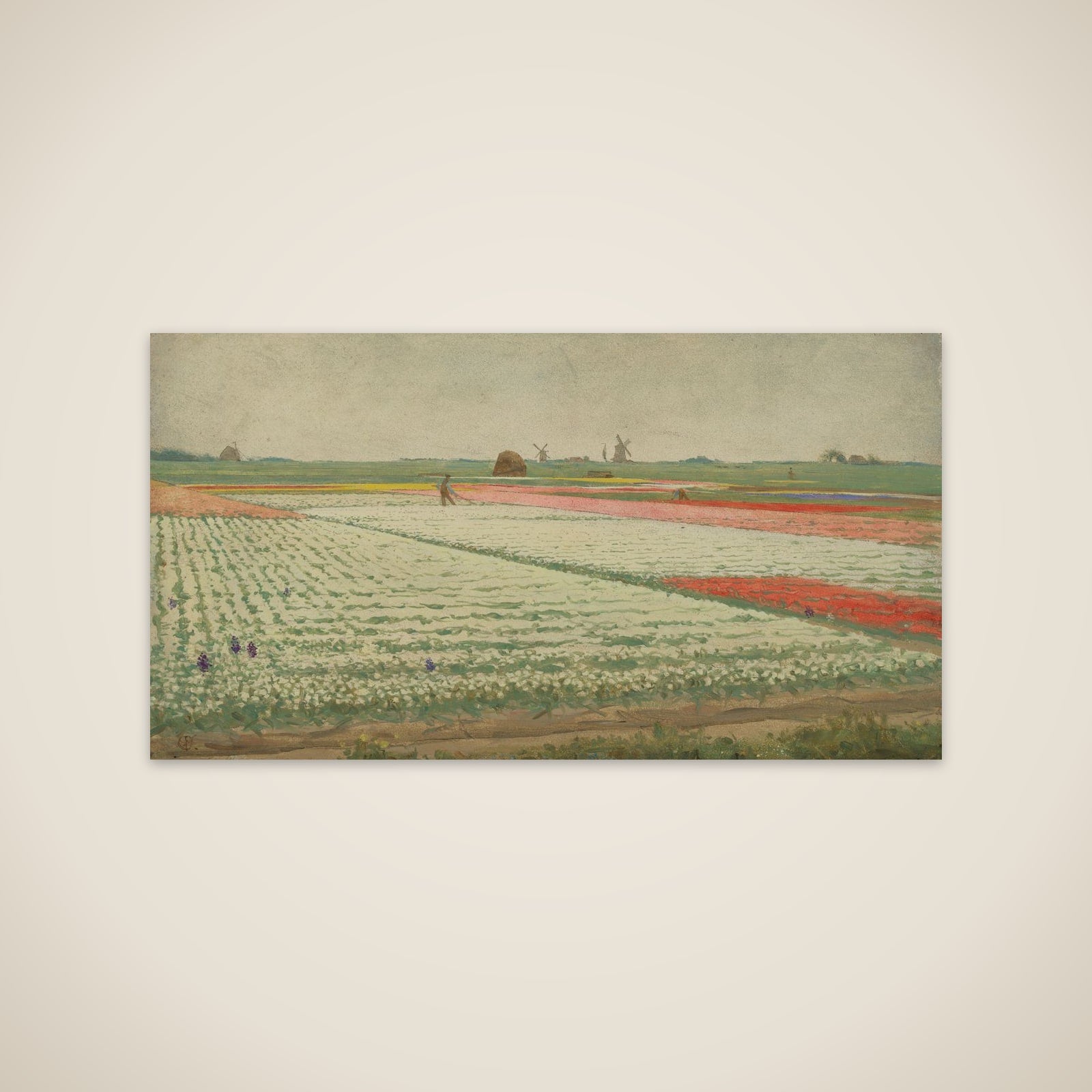 Tulip Fields unframed print