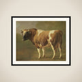 Study of a Bull framed