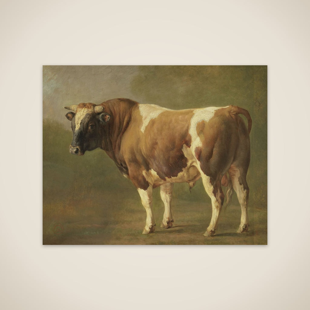 Study of a Bull unframed print
