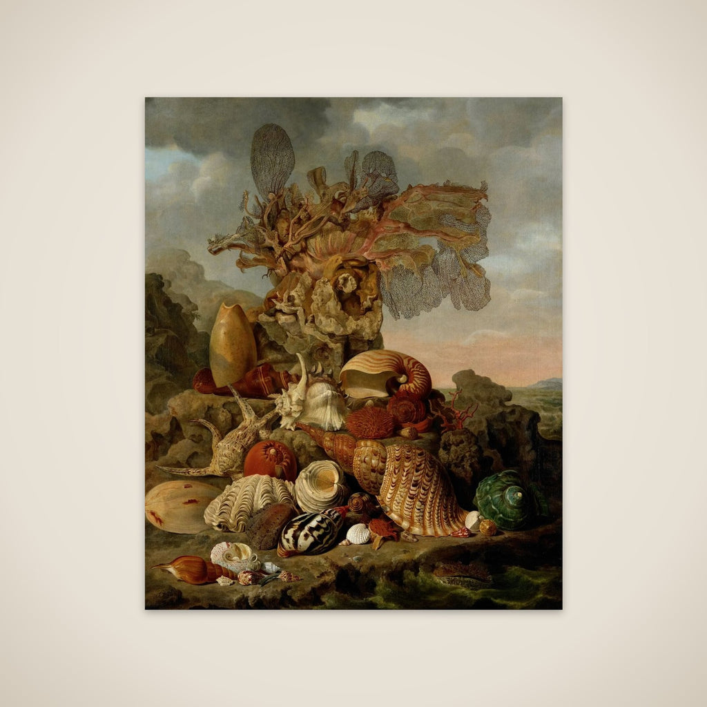 Shells and Marine Plants unframed print