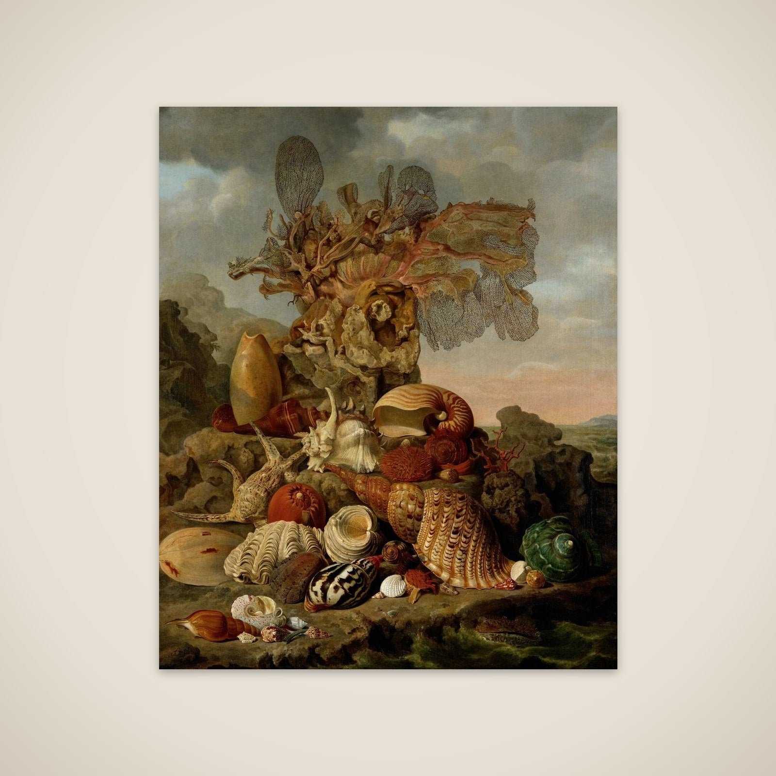 Shells and Marine Plants unframed print