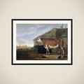 Cattle framed