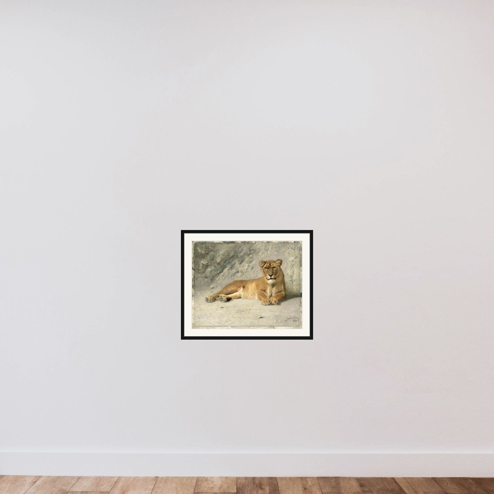 Lioness Resting framed — shown to scale