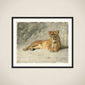 Lioness Resting framed