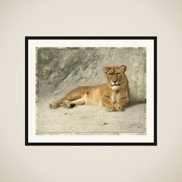 Lioness Resting framed