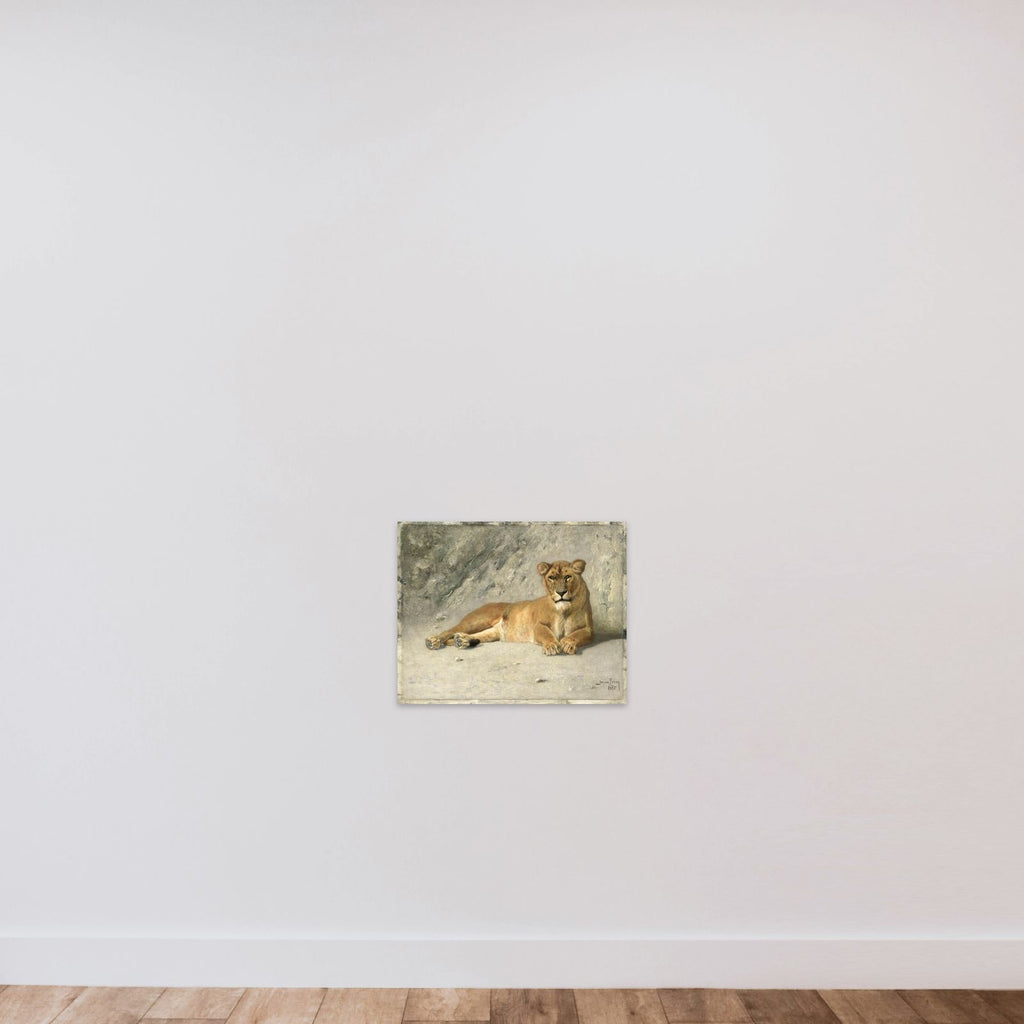 Lioness Resting unframed — shown to scale