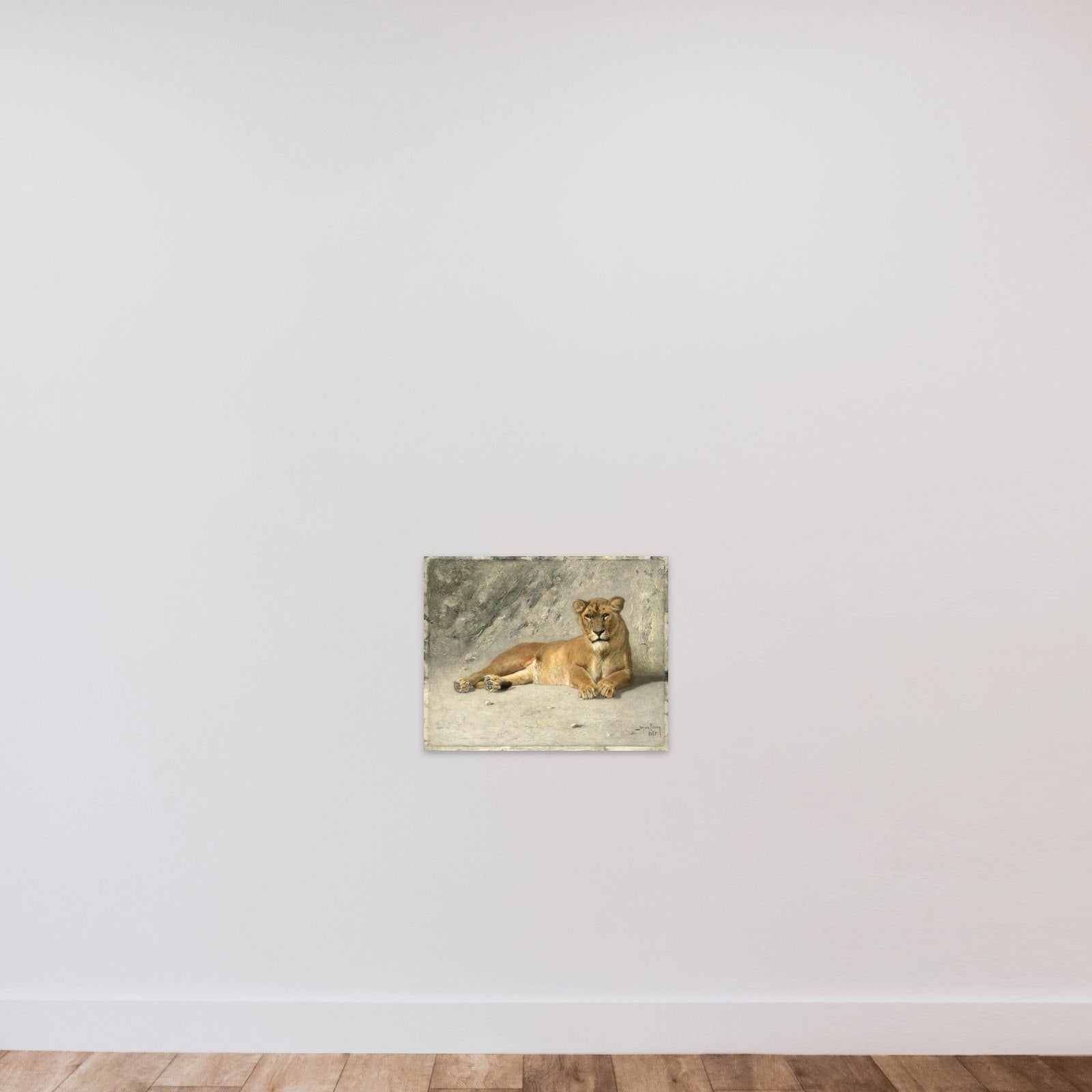 Lioness Resting unframed — shown to scale