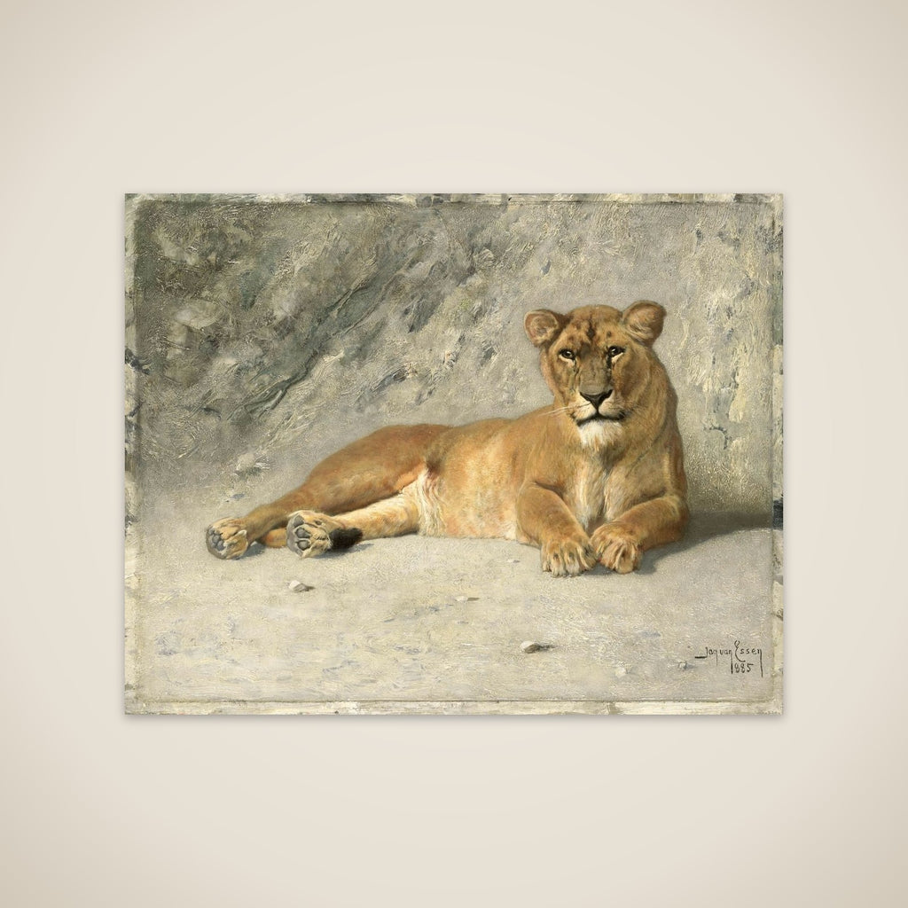 Lioness Resting unframed print