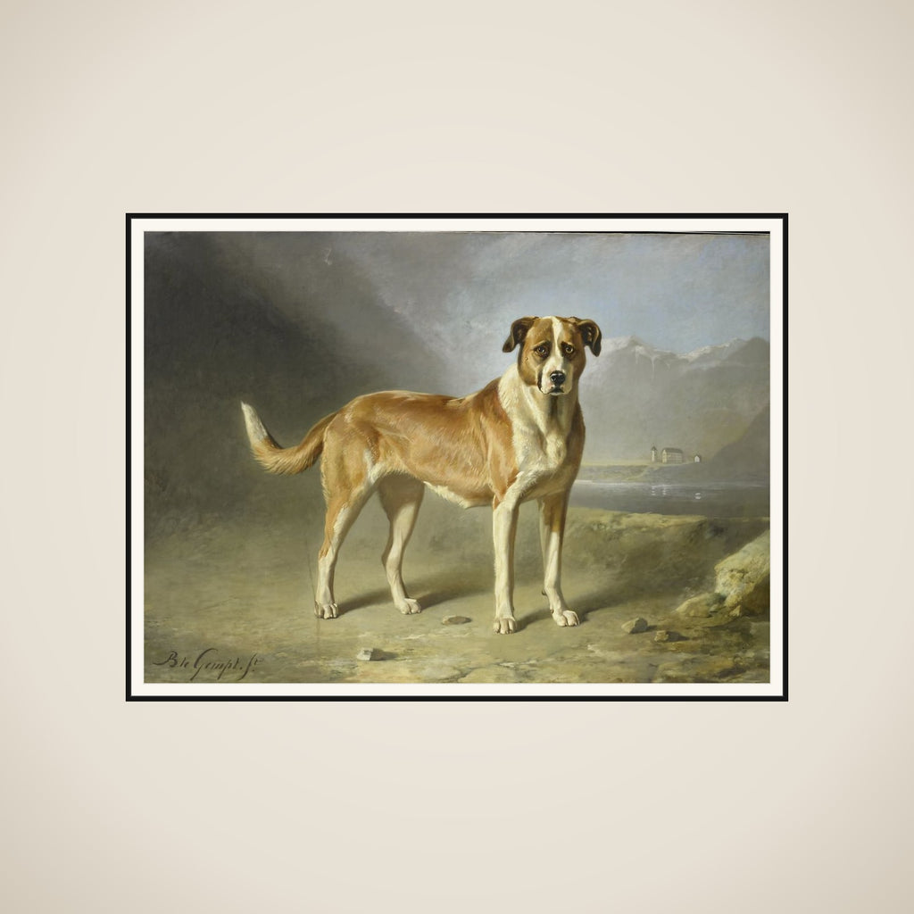 A St Bernard Dog framed