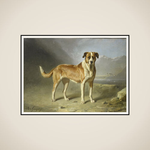 A St Bernard Dog framed