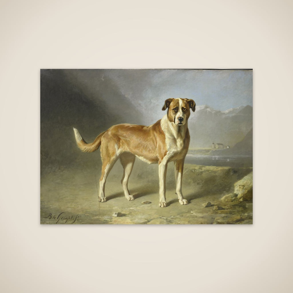 A St Bernard Dog unframed print