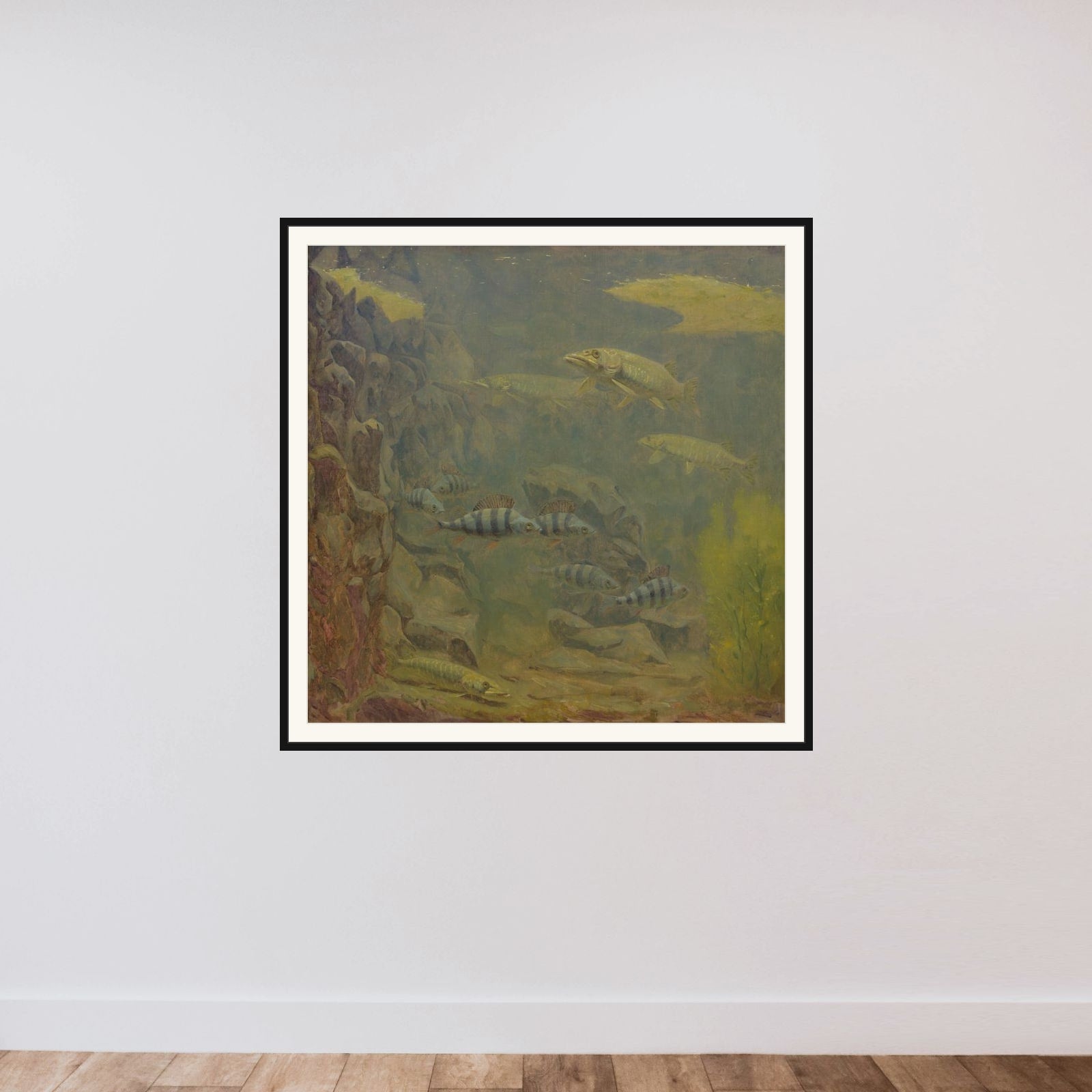 Pike and Perch in an Aquaruim framed — shown to scale