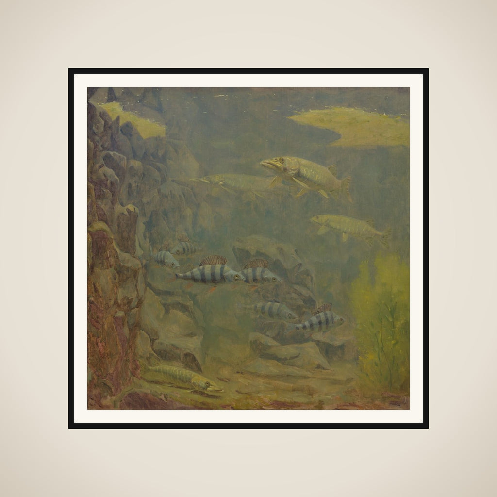 Pike and Perch in an Aquaruim framed