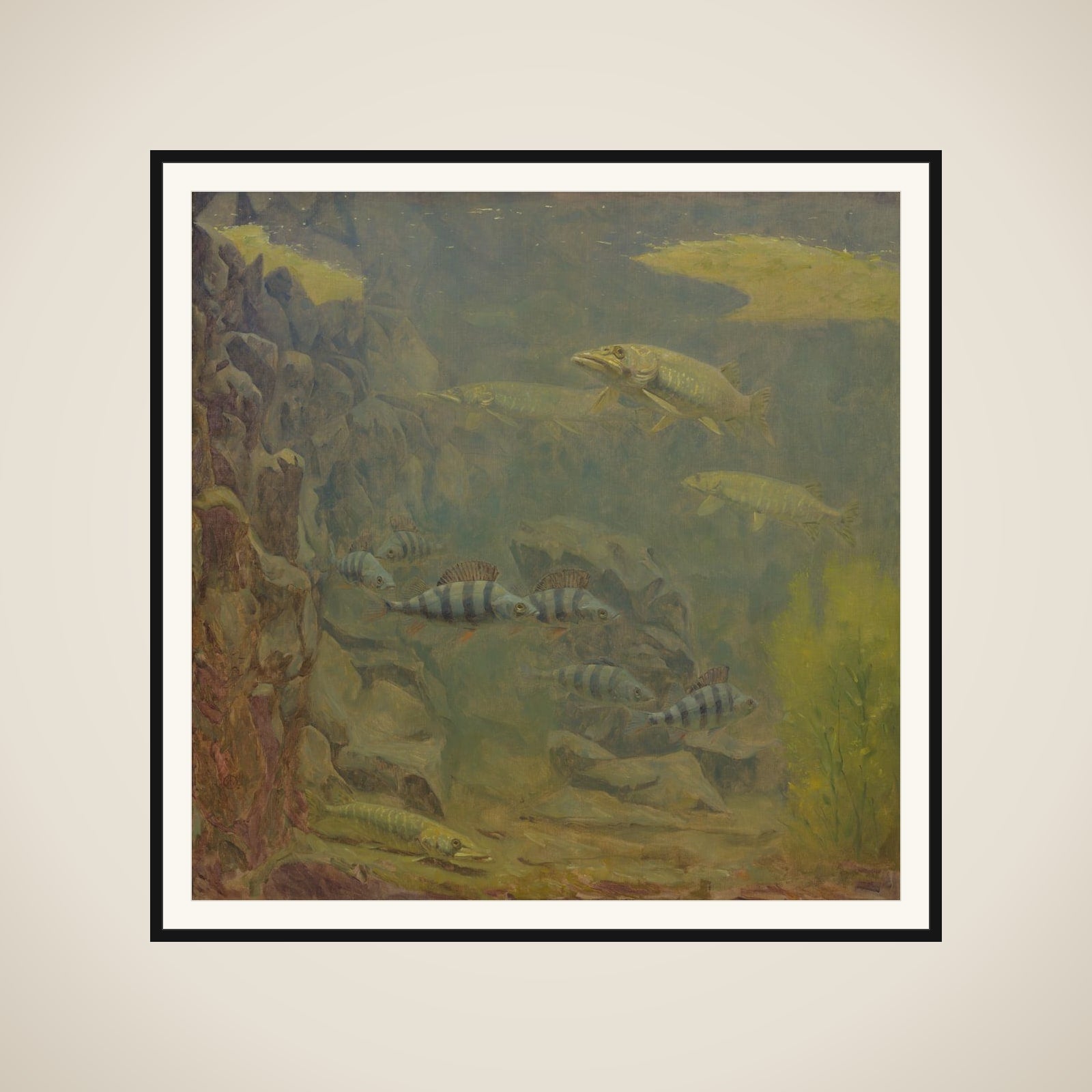 Pike and Perch in an Aquaruim framed