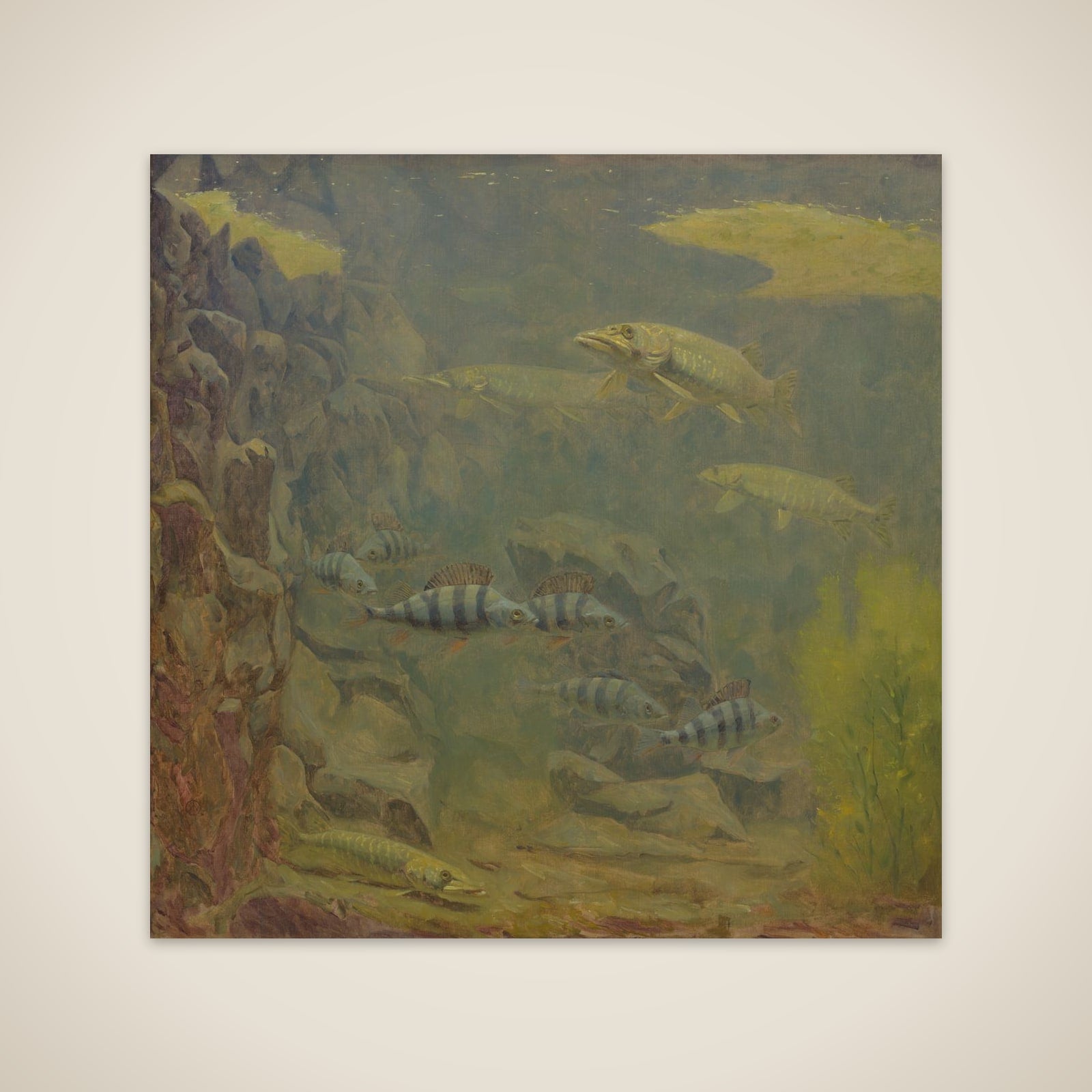 Pike and Perch in an Aquaruim unframed print