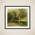 Wilgebomen framed