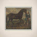 Zwart paard door een stalknecht geleid framed