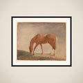 Stående brun hest framed