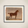 Stående brun hest framed