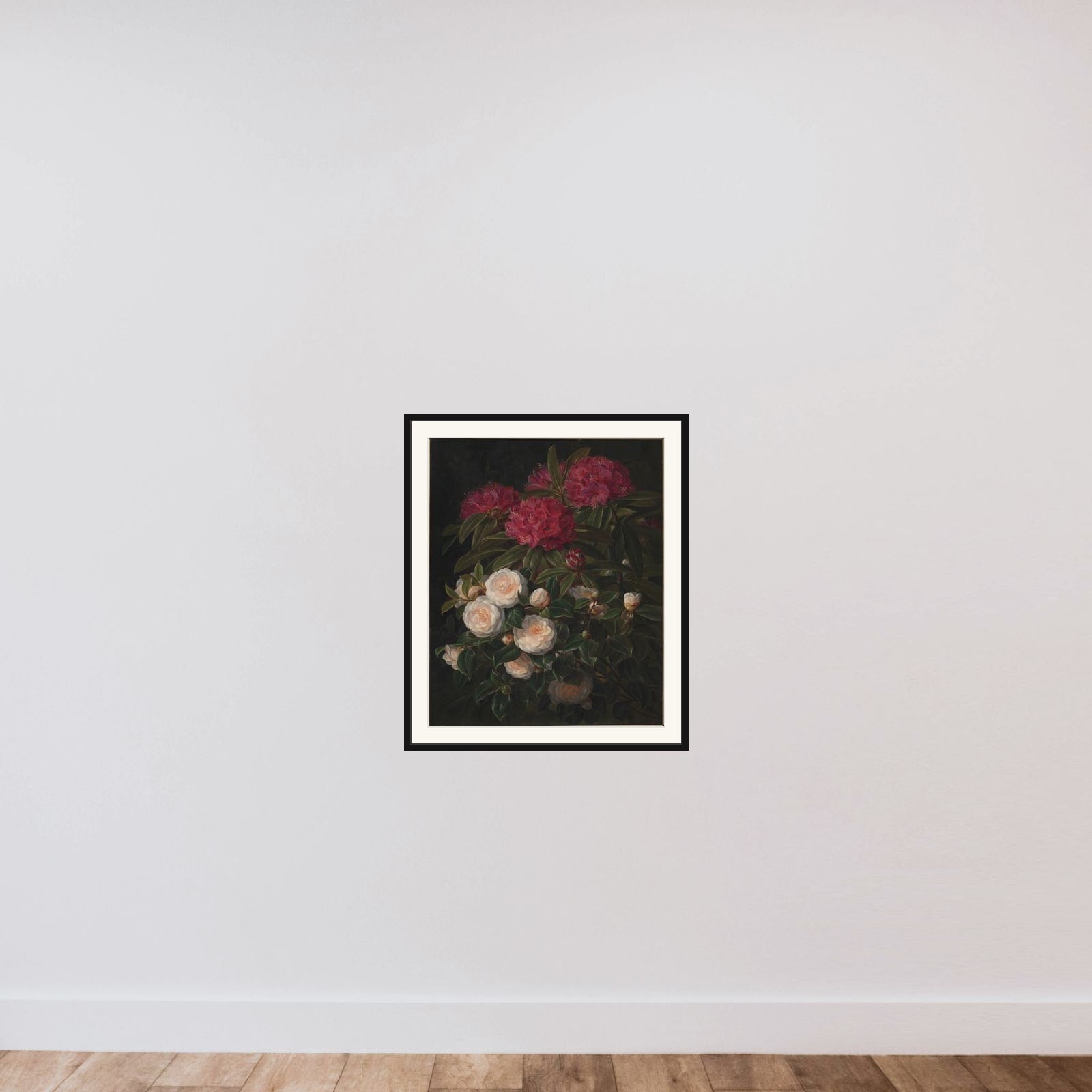Kamelier og rhododendron framed — shown to scale