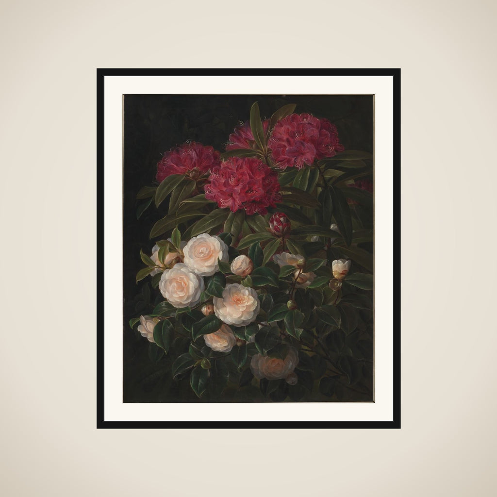 Kamelier og rhododendron framed
